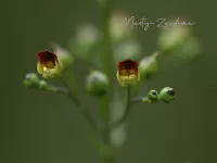 Helmkruidfamilie [Scrophulariaceae]